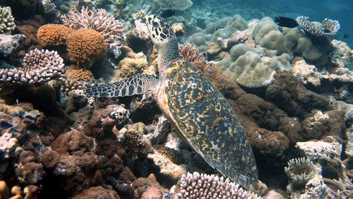 Schildkröte an einem Korallenriff im Indischen Ozean