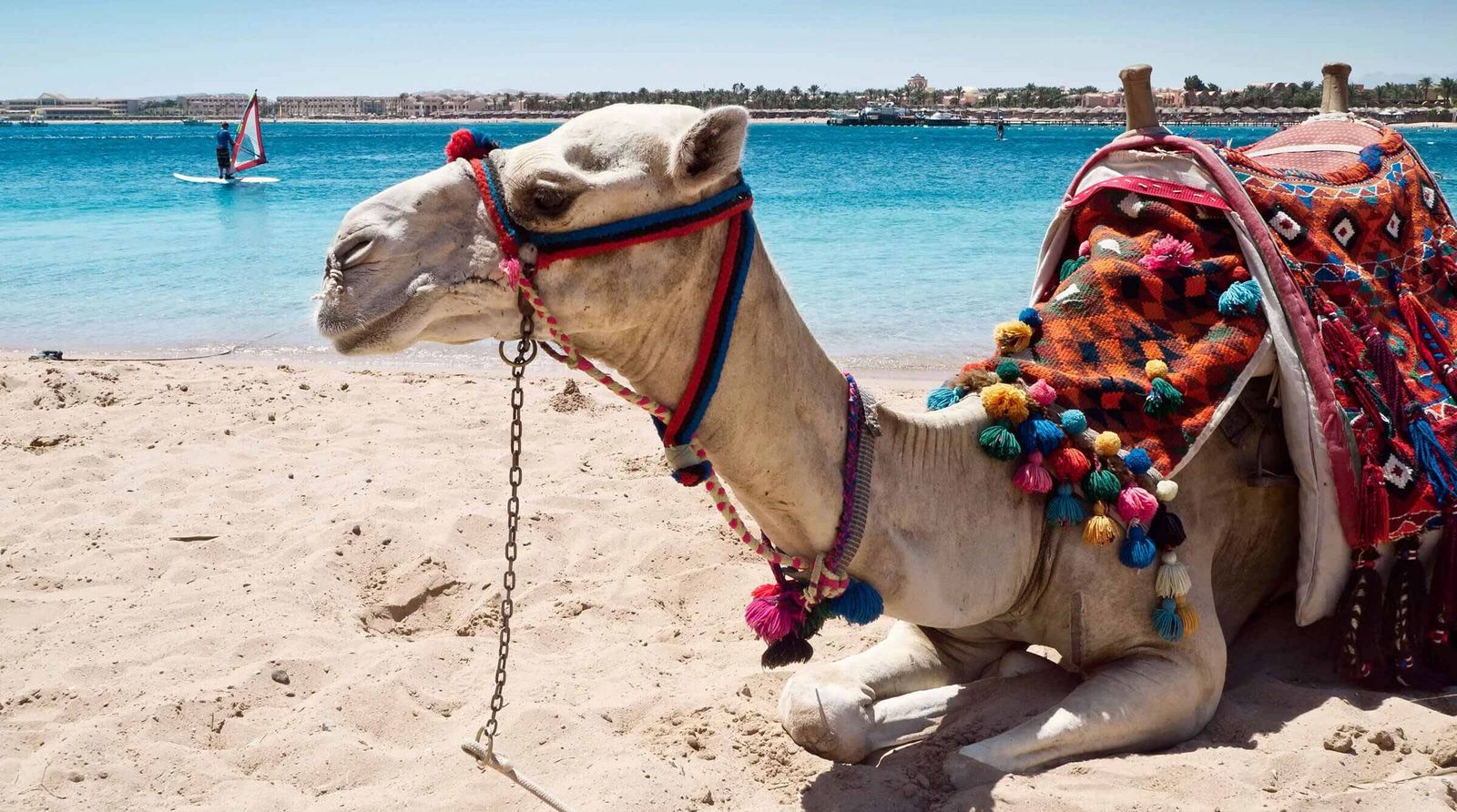 Hurghada Hurghada Aegypten Kamel Strand