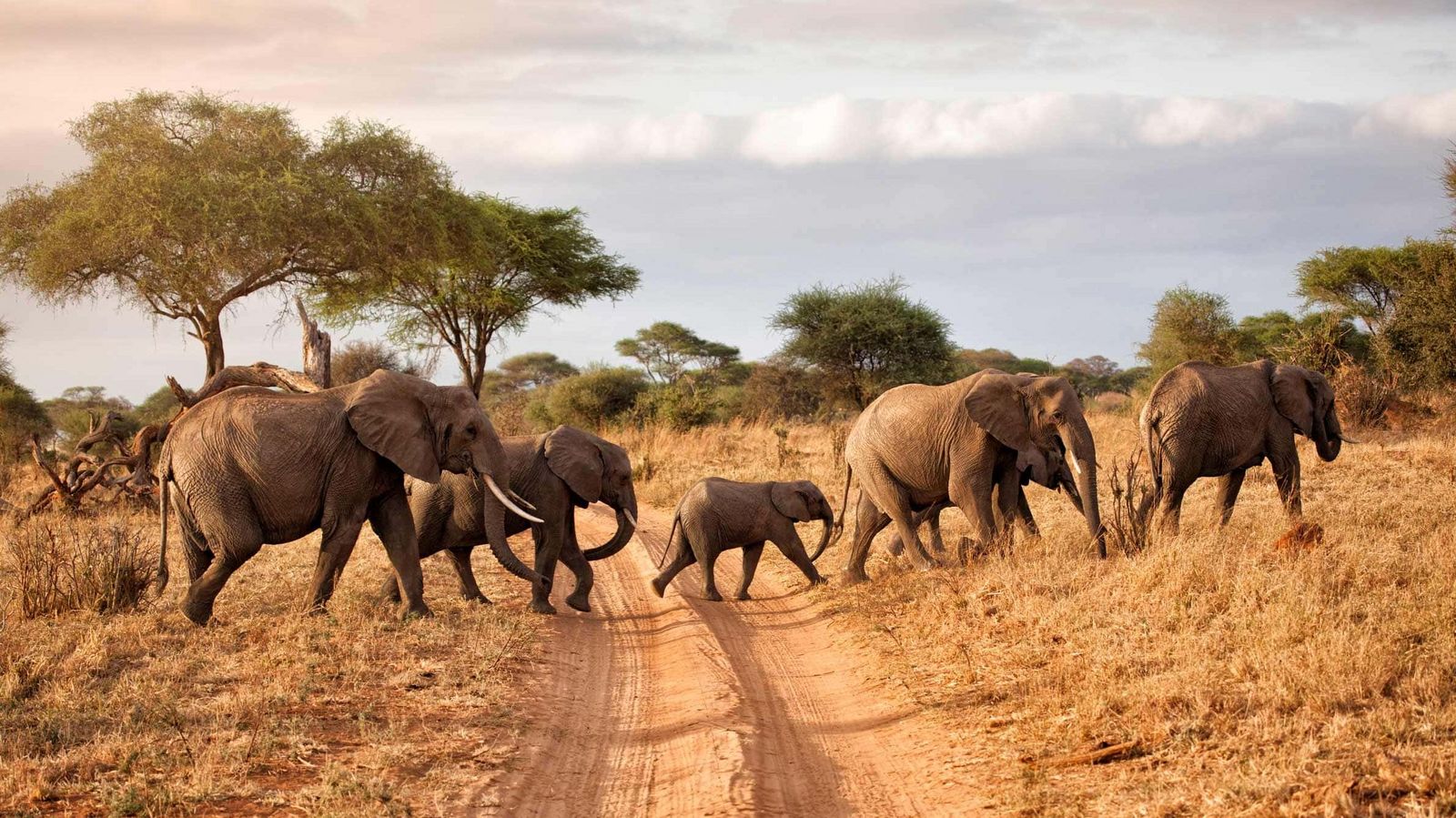 Elefanten in Tansania