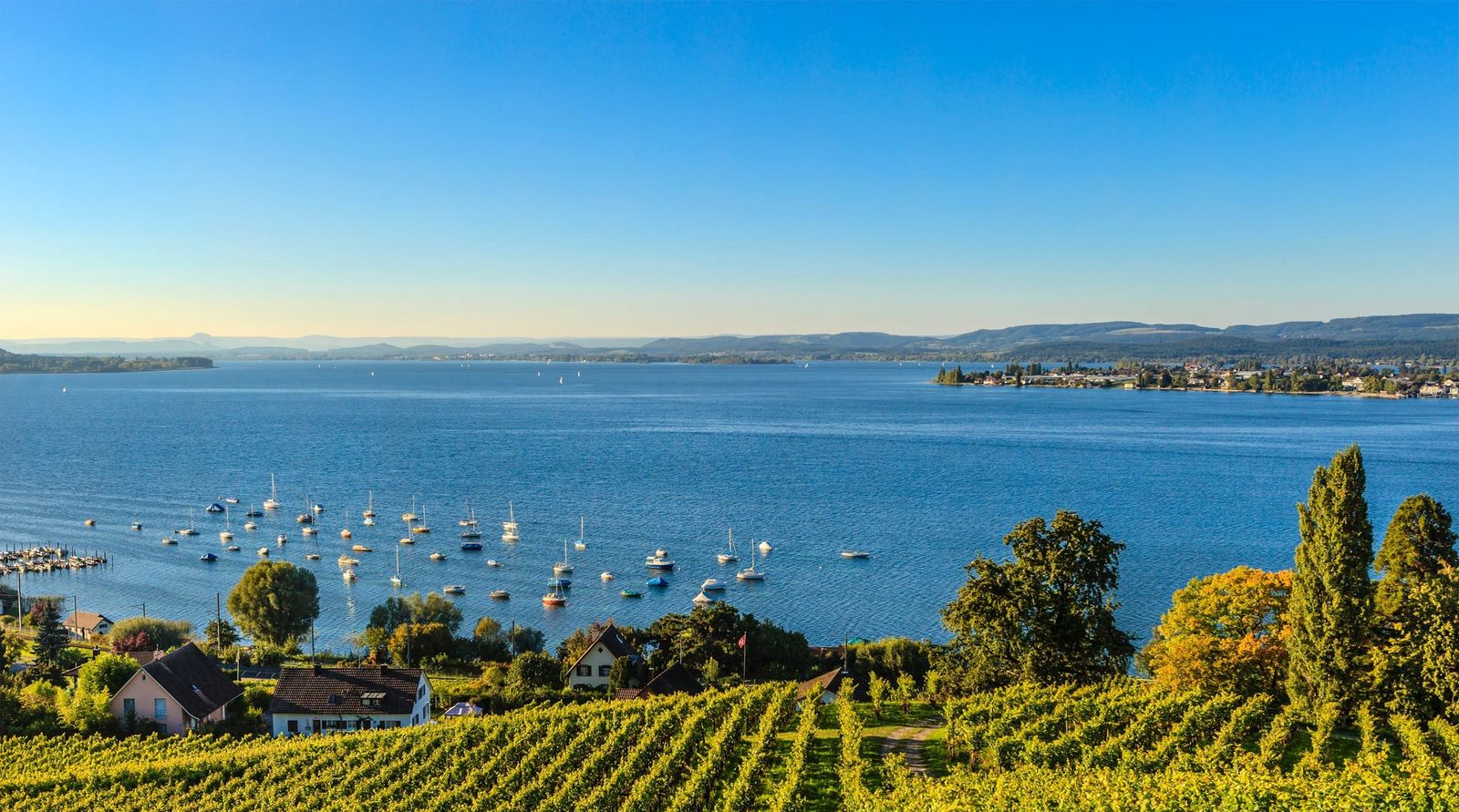Bodensee Bodensee und Weinreben