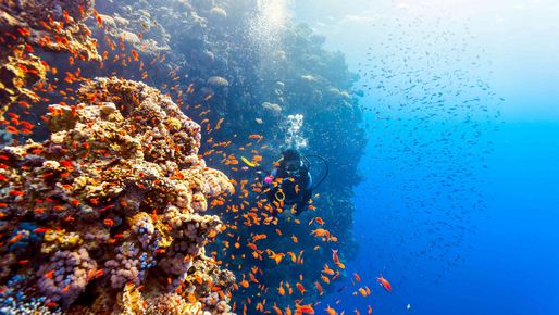 Taucher im Roten Meer in Ägypten