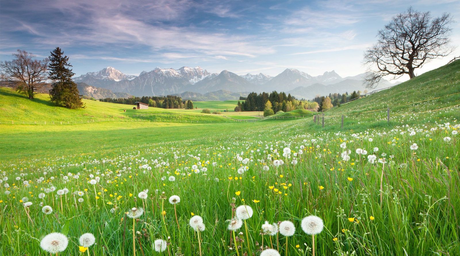 Allgäu Allgaeu Deutschland Wiese