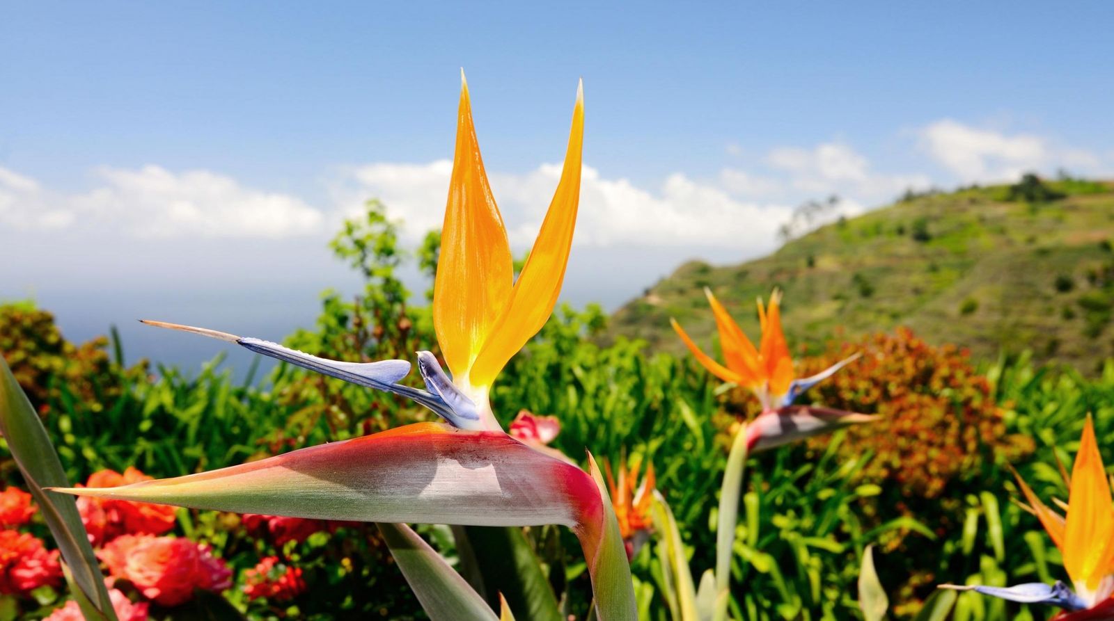 Madeira Portugal Blumeninsel