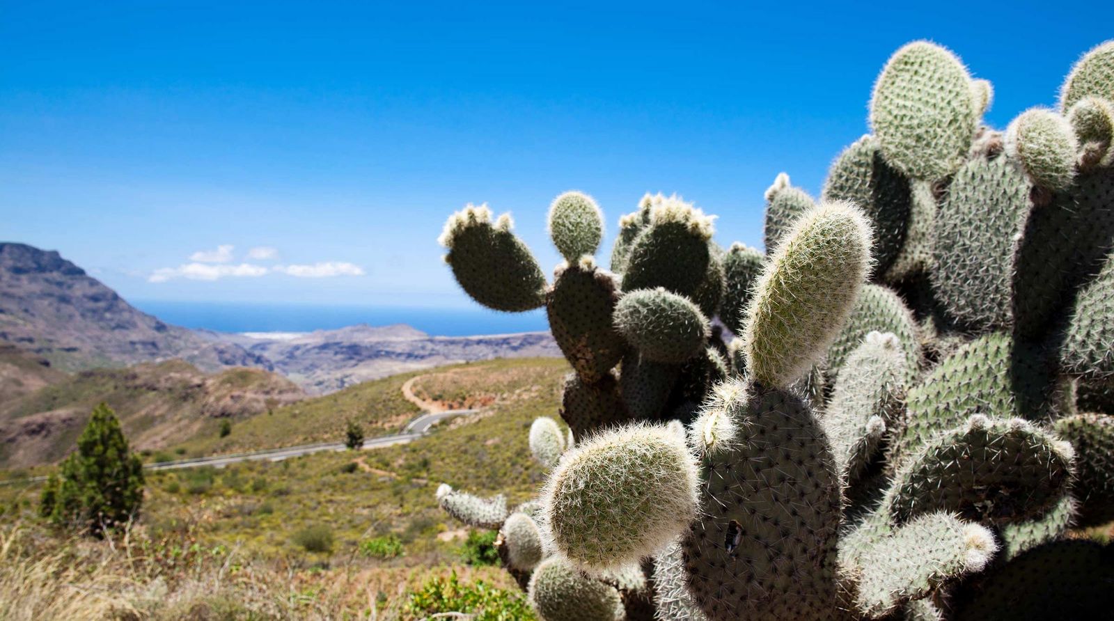 Flora und Fauna auf Gran Canaria Kanaren-Insel