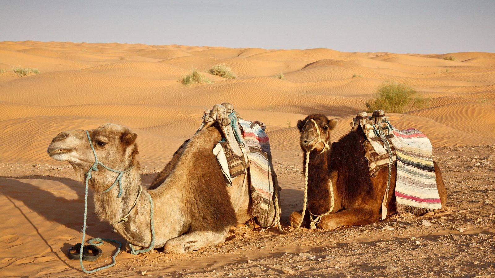 Afrika Ferien Tunesien Kamel