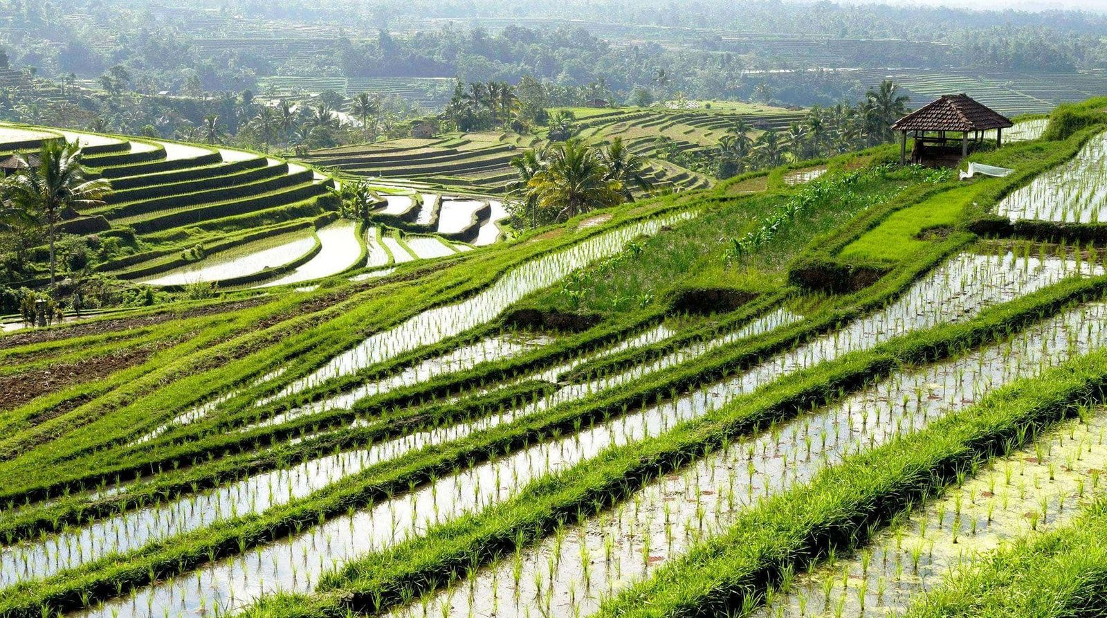 Bali Indonesien Reisfeld