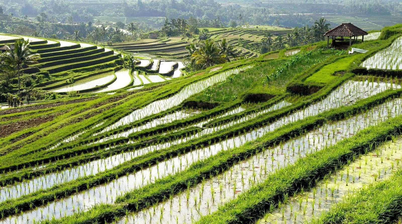 Indonesien Indonesien Bali Reisterrassen