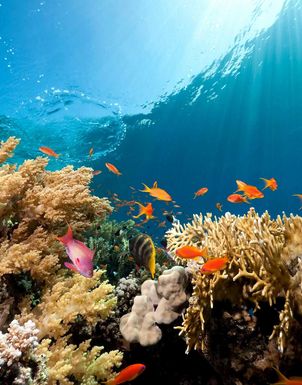 Tauchferien Aegypten 