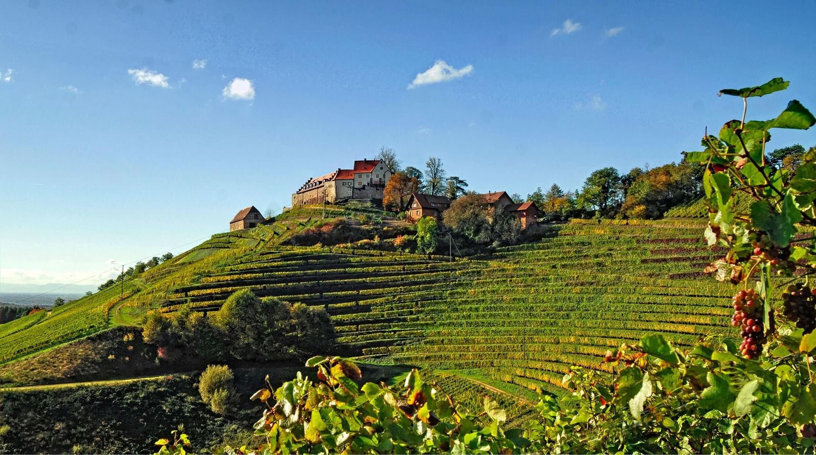 Schwarzwald Schwarzwald Deutschland Weinberge