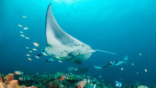 Manta Rochen im Meer der Malediven