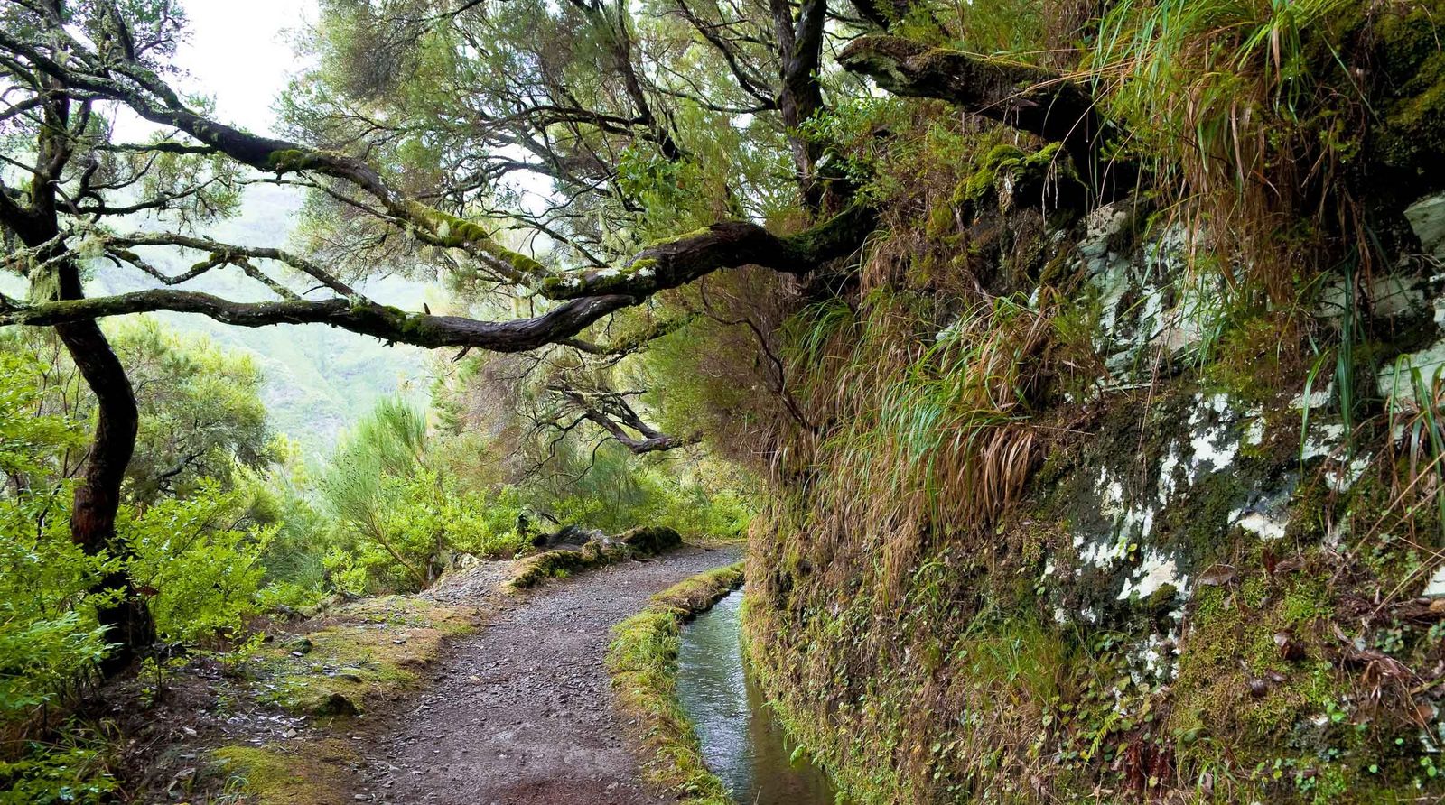 Madeira Portugal Levada Wasserlauf