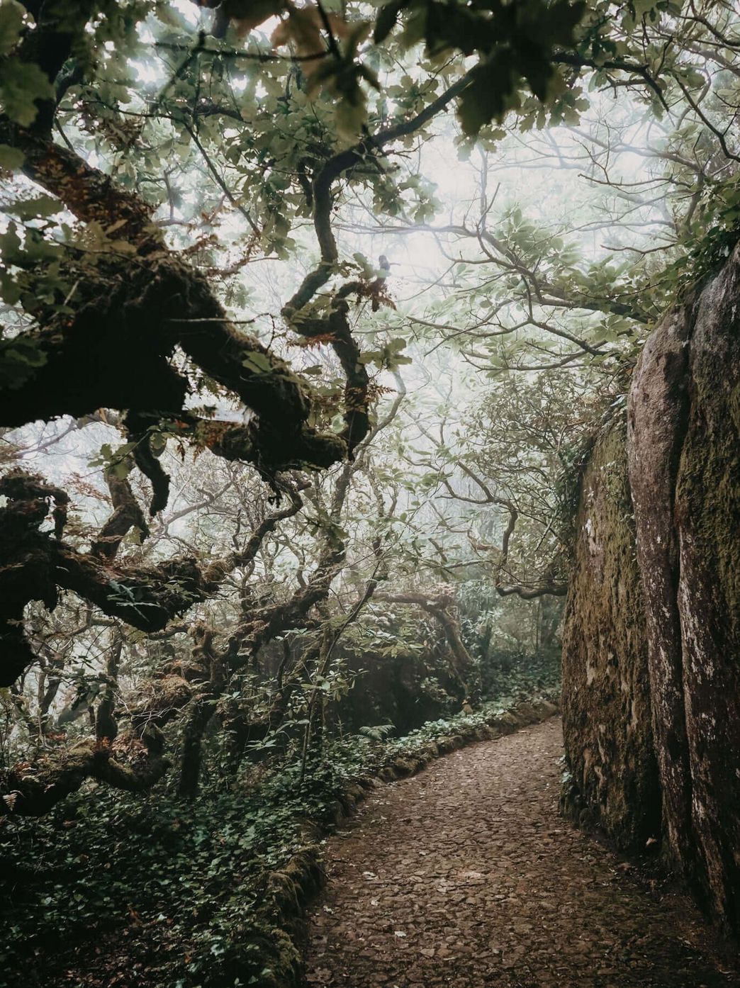 Levada Weg Madeira Levada Weg Madeira