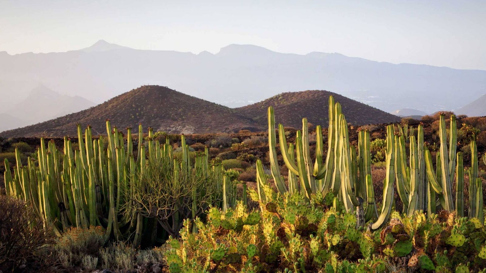 Teneriffa Spanien Ferien buchen