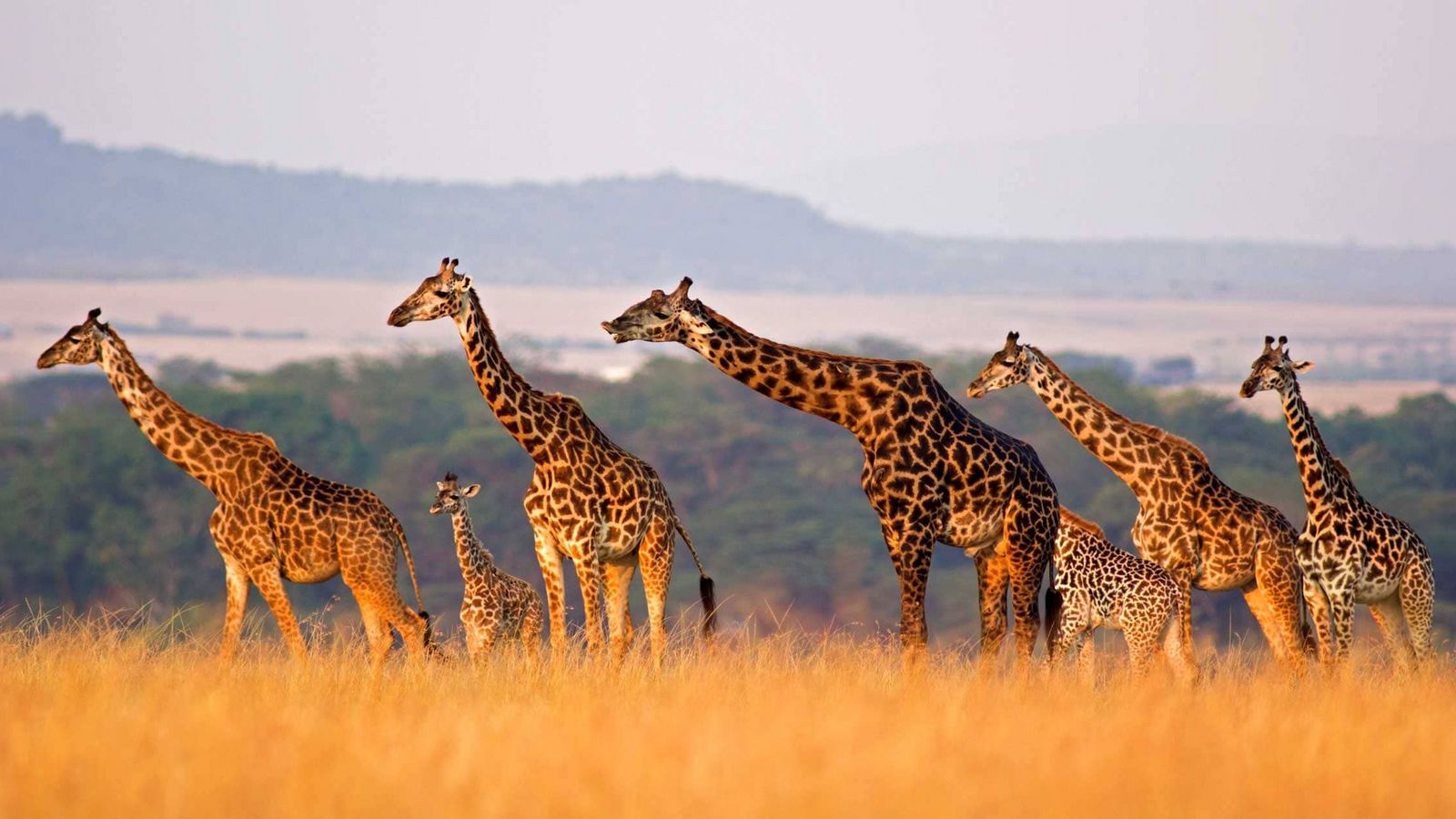 Giraffen im Nationalpark in Kenia