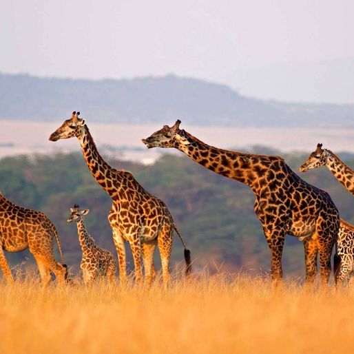 Giraffen im Nationalpark in Kenia
