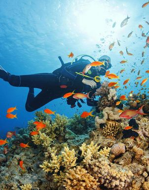 Tauchferien Tauchferien Seychellen