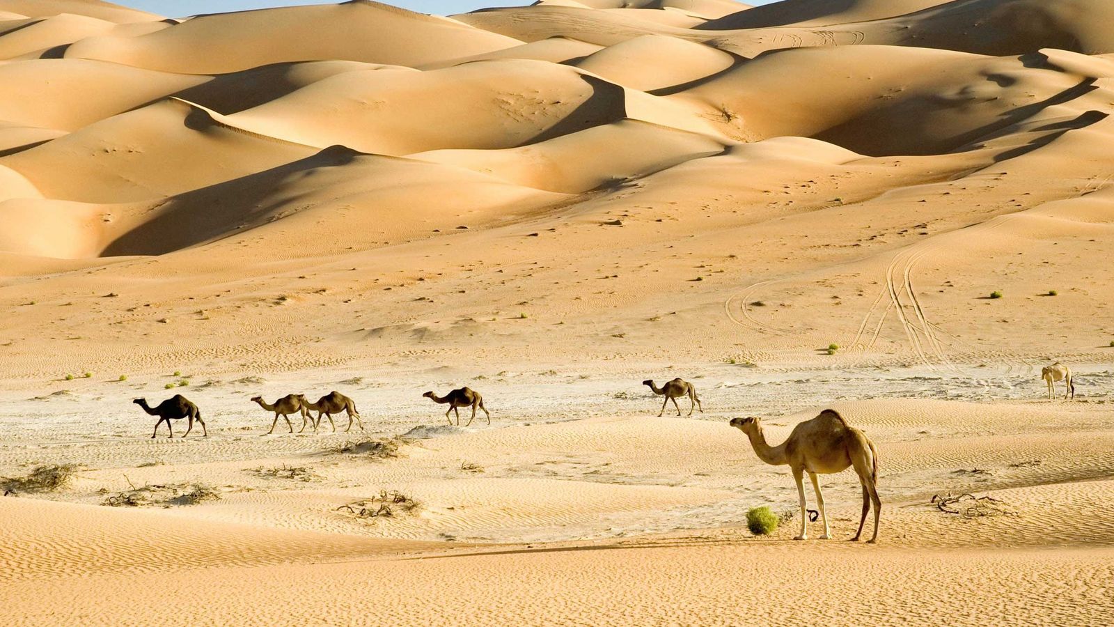 Abu Dhabi Vereinigte Arabische Emirate Wueste Kamele