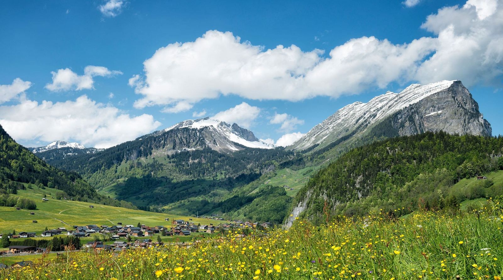 Oesterreich Vorarlberg Wiese