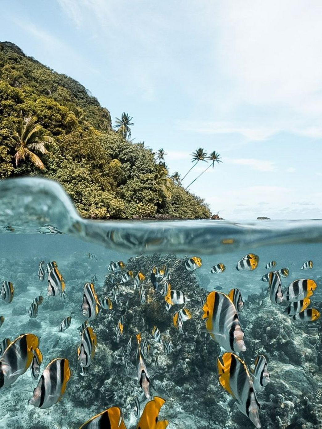 Similan Islands Unterwasserwelt Thailand