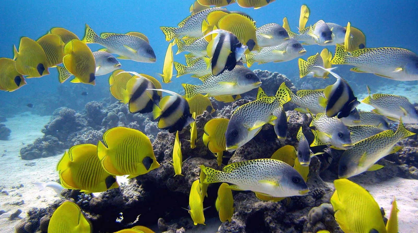 Hurghada Hurghada Aegypten Tauchen