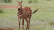 Rundreise Safari Tsavo Abenteuer, Kenia, Mombasa, Tsavo, Bild 4