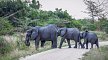 Rundreise Safari Saadani Nationalpark, Tansania, Sansibar, Sadaani Nationalpark, Bild 11